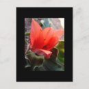 Recherche de cactus noël cartes postales Nouveau mexique