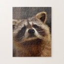 Suche nach waschbär puzzle Niedlich