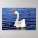Suche nach gans poster Wasser