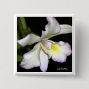 Suche nach orchideen buttons Fotografie