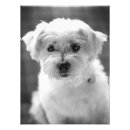 Suche nach keuchen poster Welpe