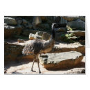 Suche nach emu Fotografie