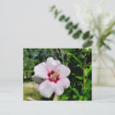 Suche nach hibiskus postkarten Rosa