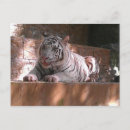 Suche nach white tiger postkarten Zoo