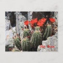 Recherche de fleurs rouges cartes postales Désert