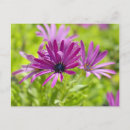 Recherche de marguerite africaine cartes postales Marguerie