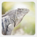 Suche nach leguan aufkleber Natur