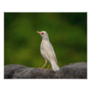Recherche de albinos posters Faune