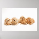 Suche nach goldene welpen poster Golden retriever