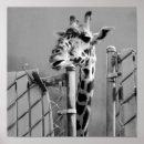 Recherche de girafe adorable art Animal