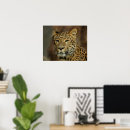 Suche nach dschungelkatze poster Wildtiere