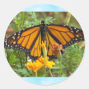 Recherche de monarque autocollants Papillon