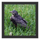 Suche nach amerikanisches rotkehlchen poster Tiere