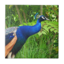 Suche nach peacock fliesen Vogelvogel