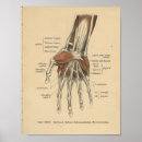 Suche nach handgelenke poster Anatomie
