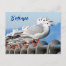 Recherche de mouette cartes postales Pour tous