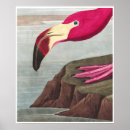 Recherche de flamant américain posters Flamants
