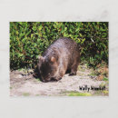 Suche nach wally Tiere
