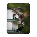 Suche nach martine magnete Vogelvogel