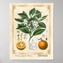 Suche nach orange fruit poster Vintag