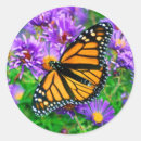 Suche nach monarch Tiere