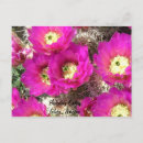Recherche de porc cartes postales Cactus