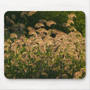 Recherche de marais électronique Herbe
