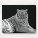 Recherche de tigre blanc tapis souris Grands chats