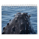 Recherche de baleine calendriers Bosse