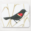 Recherche de merle tapis souris Nature