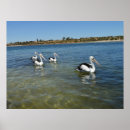 Suche nach pelican poster Bird
