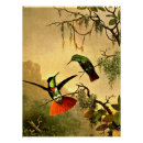 Suche nach kolibris poster Vögel