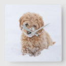 Recherche de goldendoodle art Chiot