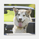 Recherche de chien enroué Dehors