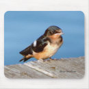 Recherche de hirondelle Avaler