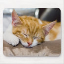 Recherche de chat orange et blanc tapis souris Chaton