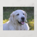 Suche nach weißer hund postkarten Labrador