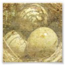 Recherche de oeufs photographie Nid