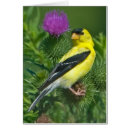 Recherche de chardonnerets cartes postales Faune