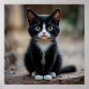 Recherche de chat curieux posters Chaton