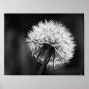 Suche nach dandelion poster Natur