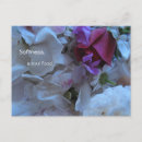 Recherche de douceur cartes postales Rose