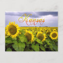 Suche nach sonnenblume staat postkarten Sonnenblumen