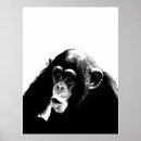 Suche nach schimpansen poster Primat