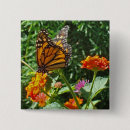 Recherche de nature photo badges Papillon