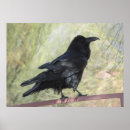 Suche nach der rabe poster Schwarzes
