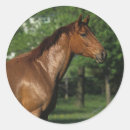 Recherche de thoroughbred autocollants Pur