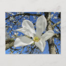 Recherche de arbre de magnolia Ciel