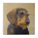 Recherche de chiens carreaux Doxie
