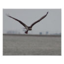 Suche nach nationaler vogel poster Fotografie